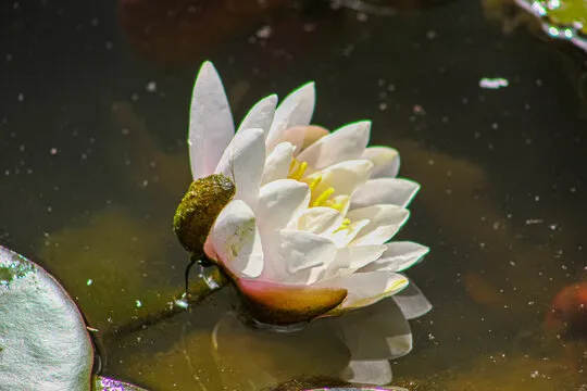 欧陆娱乐 App Showcase